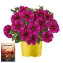 Bild von Ms P12 Petchoa Rose star